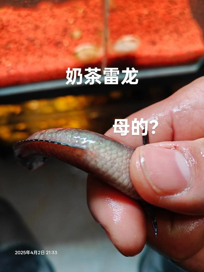 雷龍魚(yú)分公母圖片