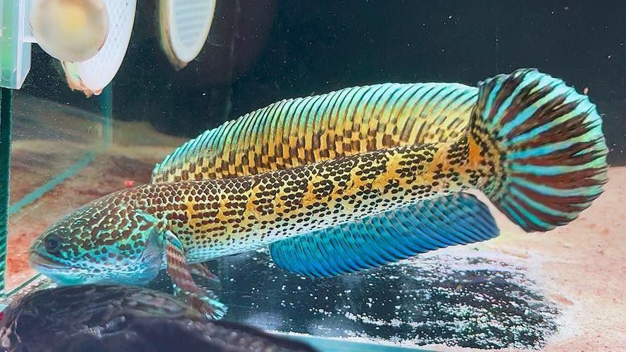 雷龍魚(yú)分公母圖片