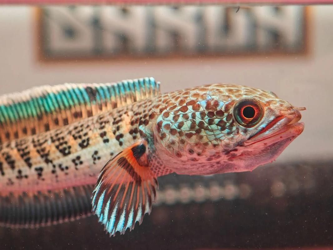 雷龍魚(yú)分公母圖片