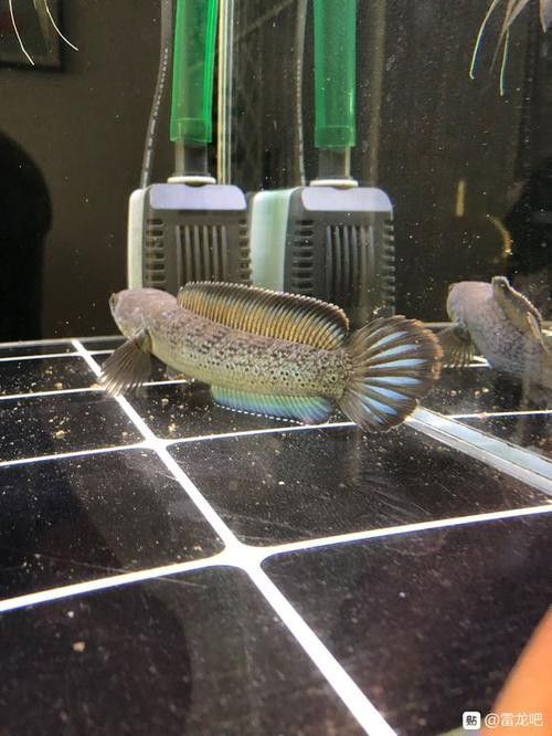 雷龍魚(yú)分公母圖片