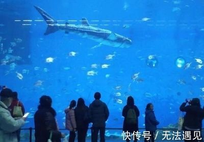 巨型金龍魚和虎鯨哪個(gè)厲害點(diǎn)：巨型金龍魚和虎鯨哪個(gè)更厲害？