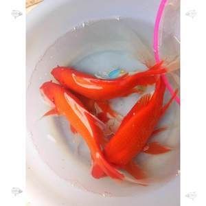 紅龍魚食譜分析：紅龍魚的食譜分析