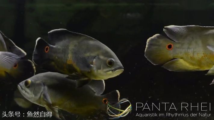 馬龍魚(yú)百度百科：馬龍魚(yú)百度百科，探索中國(guó)乒乓傳奇的輝煌歷程
