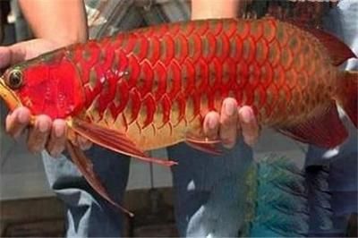 紅龍魚高端配魚視頻：紅龍魚的高端配魚視頻