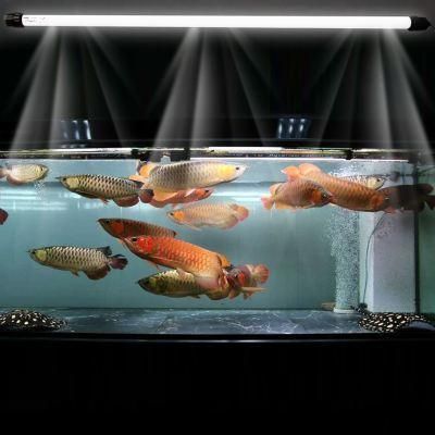 養(yǎng)龍魚(yú)用幾根燈管：養(yǎng)龍魚(yú)用2-4根燈管合適的燈光顏色對(duì)發(fā)色有影響