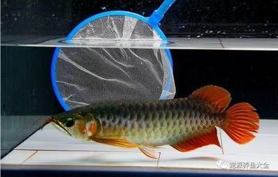 龍魚用什么過濾：養龍魚時應選擇底缸過濾和生化過濾材料的擺放