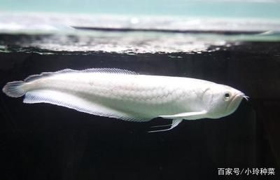 長得像銀龍魚的小型魚,沒有魚鱗（“長得像銀龍魚的小型魚，沒有魚鱗”可能存在一些誤解）