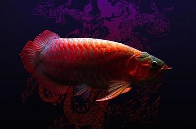 養(yǎng)紅龍魚用什么顏色背景墻好看：養(yǎng)紅龍魚用什么顏色背景墻好看養(yǎng)紅龍魚的背景墻顏色建議
