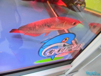 龍魚豎起來還能緩過來嗎：龍魚豎起來是怎么回事