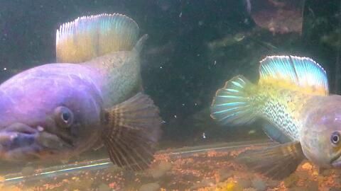 雷龍魚繁殖缸內植物配置：雷龍魚繁殖期飼料選擇