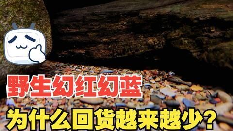 雷龍魚繁殖缸內植物配置：雷龍魚繁殖期飼料選擇