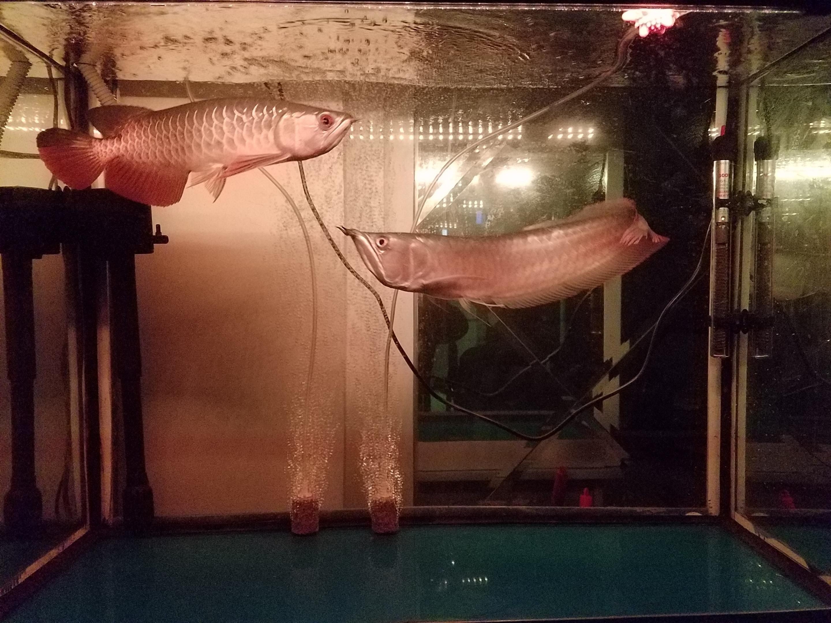 古典龍魚的價格多少錢一條：古典龍魚價格多少錢一條古典龍魚價格多少錢一條