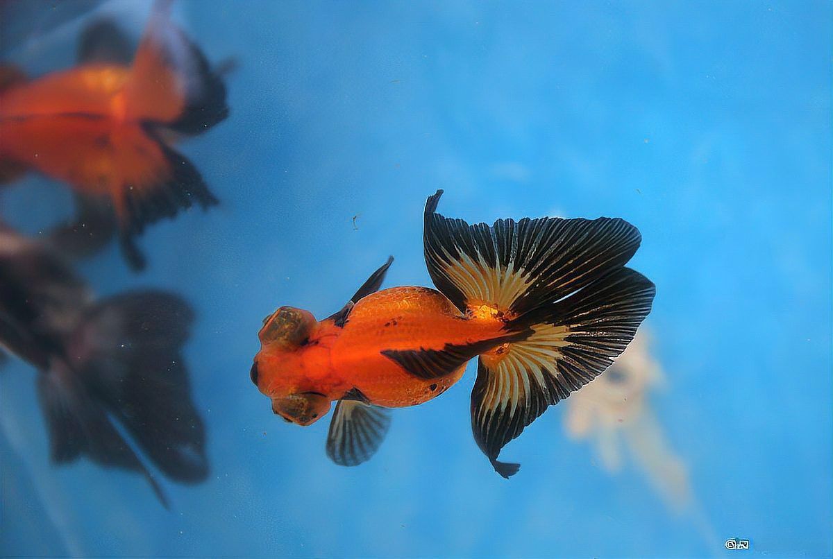 短身紅龍適合新手嗎？ 短身紅龍適合新手嗎？ 龍魚百科 第7張