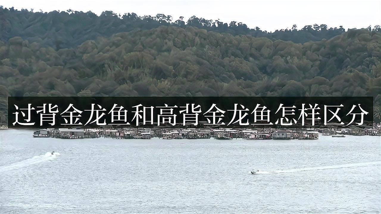如何區分B過和過背金龍魚？