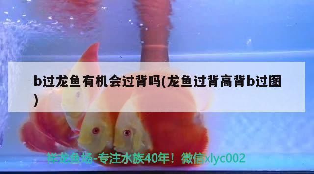 龍魚過背和高背區別圖b過：龍魚過背和高背的主要區別 龍魚過背和高背區別圖b過：龍魚過背和高背的主要區別 龍魚百科 第3張