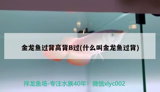 龍魚過背和高背區別圖b過：龍魚過背和高背的主要區別 龍魚過背和高背區別圖b過：龍魚過背和高背的主要區別 龍魚百科 第1張