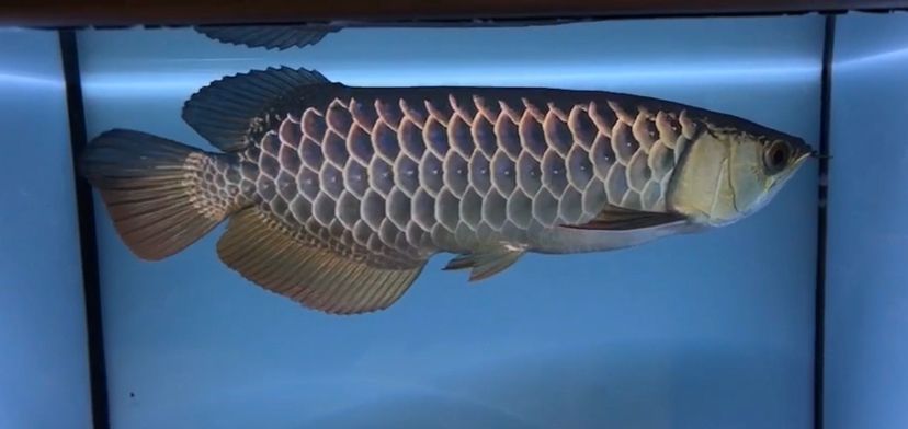 龍魚過背和高背區別圖b過：龍魚過背和高背的主要區別 龍魚過背和高背區別圖b過：龍魚過背和高背的主要區別 龍魚百科 第4張