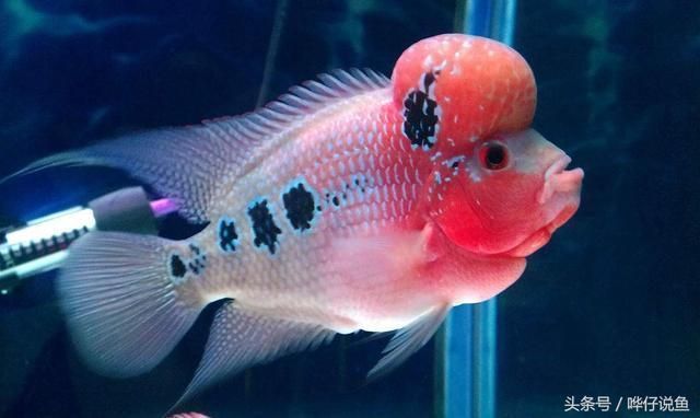 海象魚飼料中添加哪些維生素：海象魚飼料中應(yīng)該添加多種維生素以確保海象魚的健康生長和發(fā)育 海象魚飼料中添加哪些維生素：海象魚飼料中應(yīng)該添加多種維生素以確保海象魚的健康生長和發(fā)育 龍魚百科 第4張