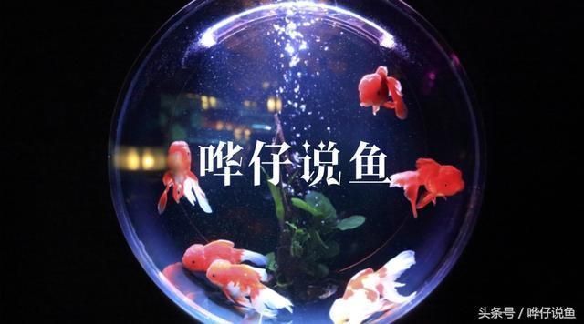 海象魚飼料中添加哪些維生素：海象魚飼料中應(yīng)該添加多種維生素以確保海象魚的健康生長和發(fā)育 海象魚飼料中添加哪些維生素：海象魚飼料中應(yīng)該添加多種維生素以確保海象魚的健康生長和發(fā)育 龍魚百科 第5張