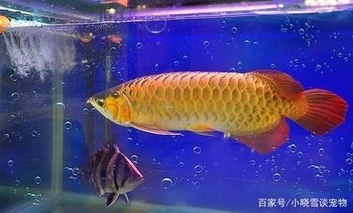 買龍魚怎么選（如何挑選高品質龍魚）