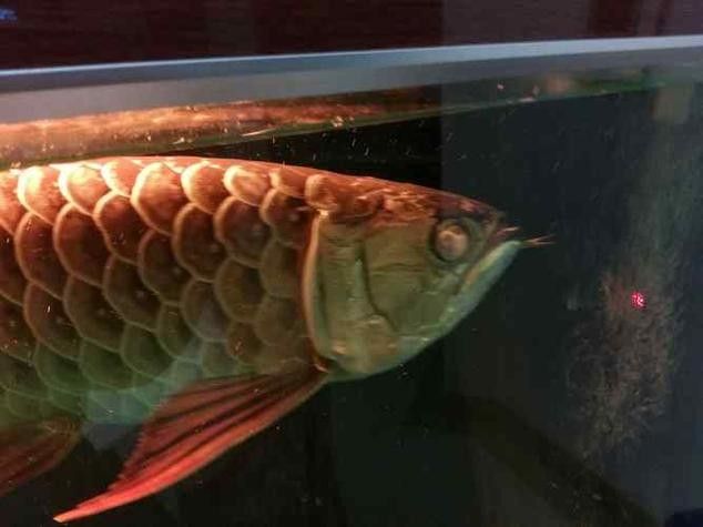 龍魚(yú)蒙眼是怎么回事兒圖片