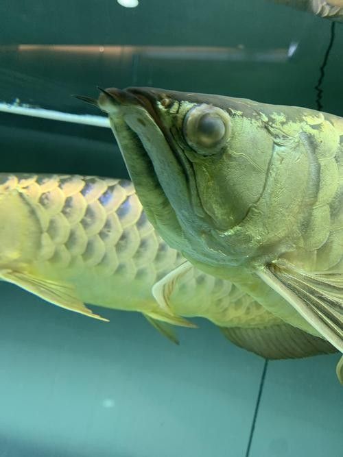 龍魚(yú)蒙眼是怎么回事兒圖片