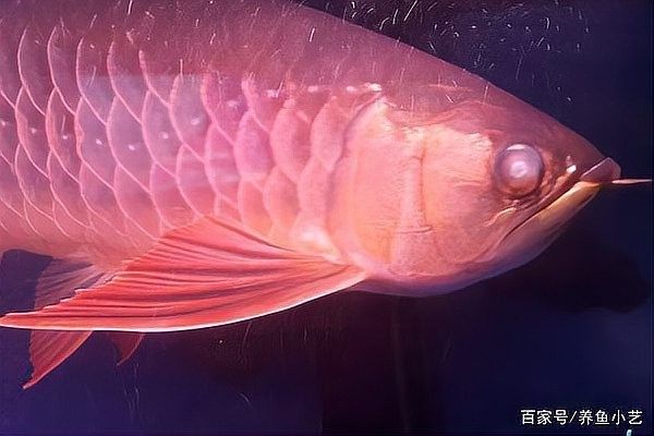 龍魚(yú)蒙眼是怎么回事兒圖片