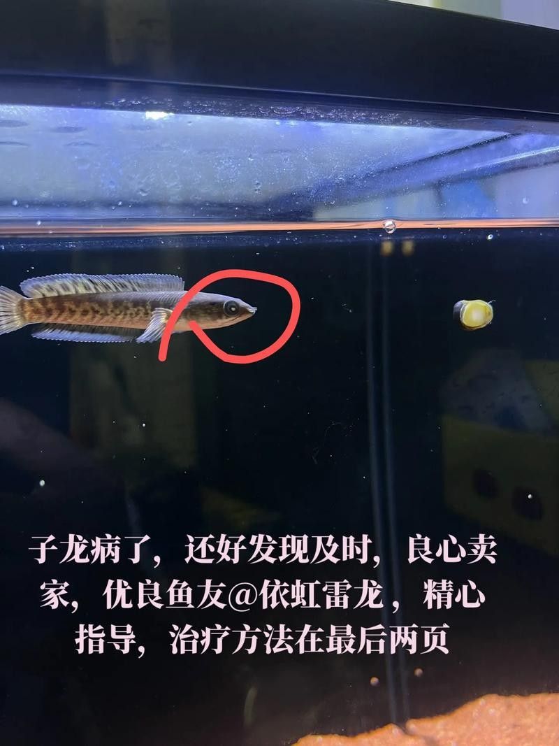 龍魚(yú)蒙眼是怎么回事兒圖片