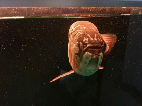 龍魚(yú)蒙眼是怎么回事兒圖片