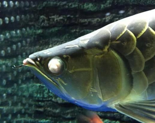 龍魚(yú)蒙眼是怎么回事兒圖片
