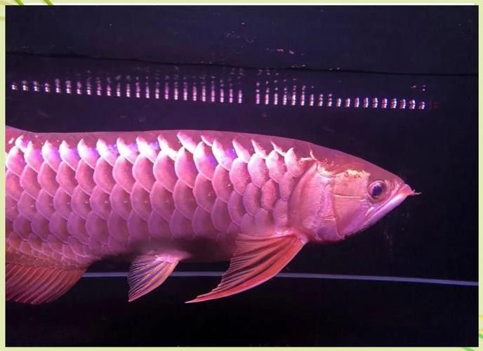 龍魚(yú)蒙眼是怎么回事兒圖片