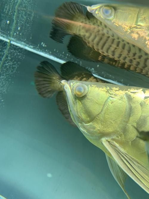 龍魚(yú)蒙眼是怎么回事兒圖片