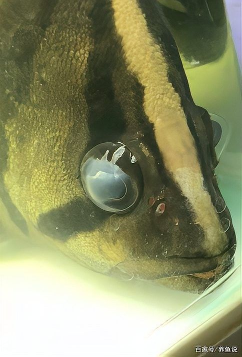龍魚(yú)蒙眼是怎么回事兒圖片