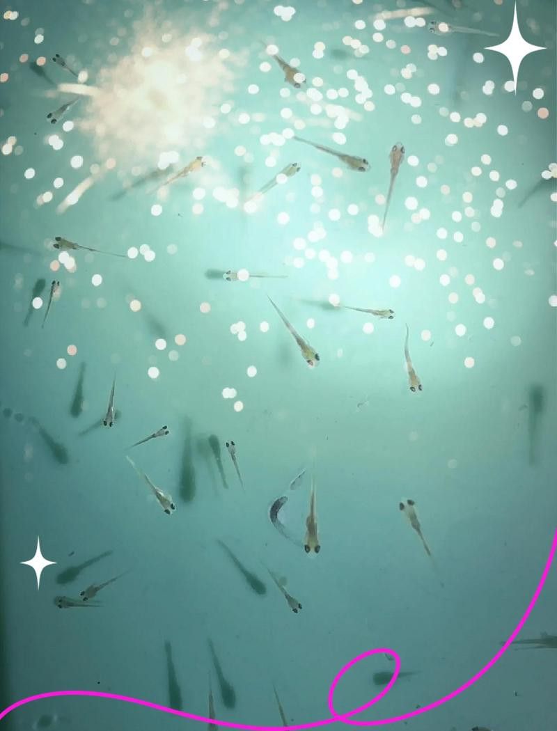 龍魚真菌感染需要治療多久？ 龍魚真菌感染需要治療多久？ 龍魚百科 第2張