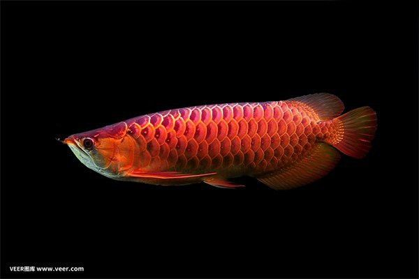 龍魚真菌感染需要治療多久？ 龍魚真菌感染需要治療多久？ 龍魚百科 第6張