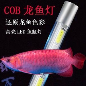 龍魚發色激素：關于龍魚發色與激素關系的詳細解釋
