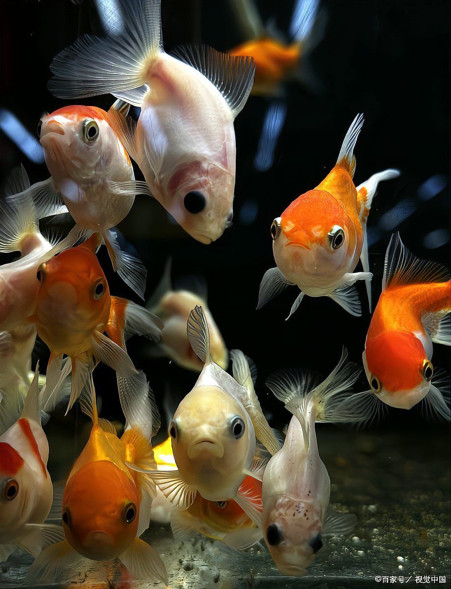 如何判斷紅龍魚是否休息？