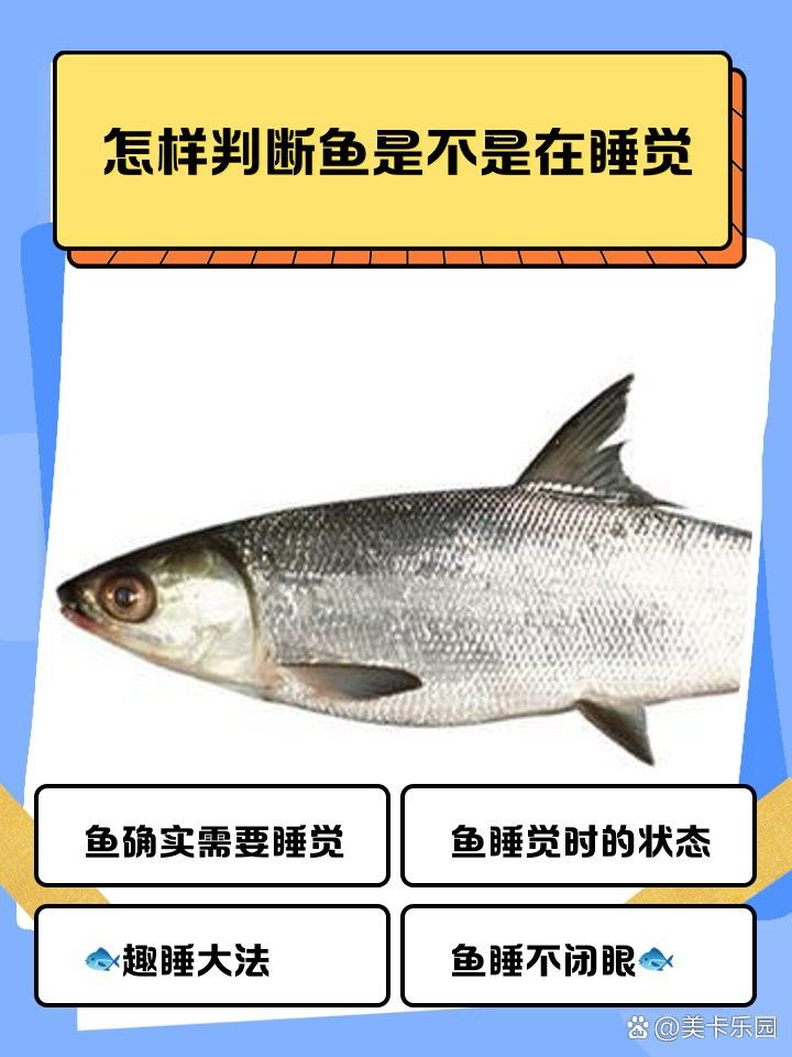 如何判斷紅龍魚是否休息？