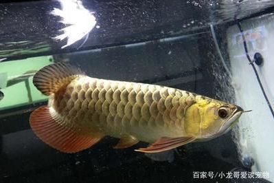 金龍魚發色最忌三種顏色 金龍魚發色最忌三種顏色 龍魚百科 第8張