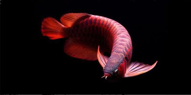 運(yùn)城龍魚(yú)交流群微信公眾號(hào)二維碼