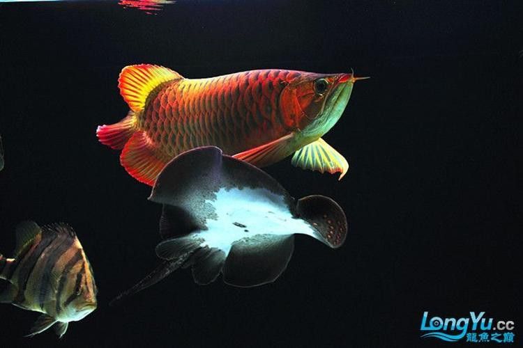 運(yùn)城龍魚(yú)交流群微信公眾號(hào)二維碼