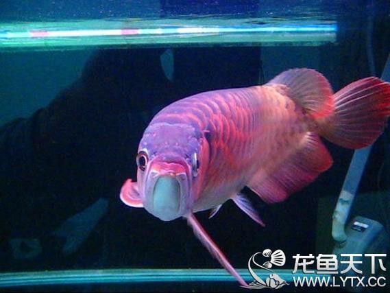運(yùn)城龍魚(yú)交流群微信公眾號(hào)二維碼
