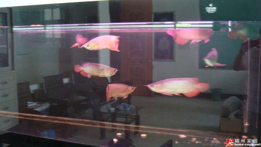 運(yùn)城龍魚(yú)交流群微信公眾號(hào)二維碼