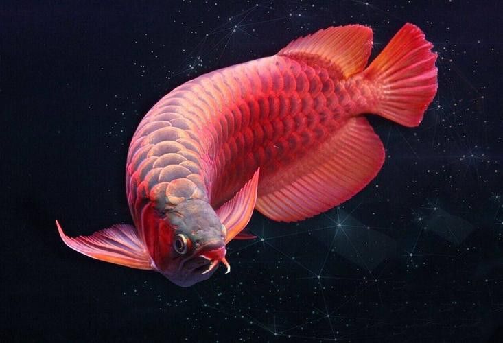 運(yùn)城龍魚(yú)交流群微信公眾號(hào)二維碼