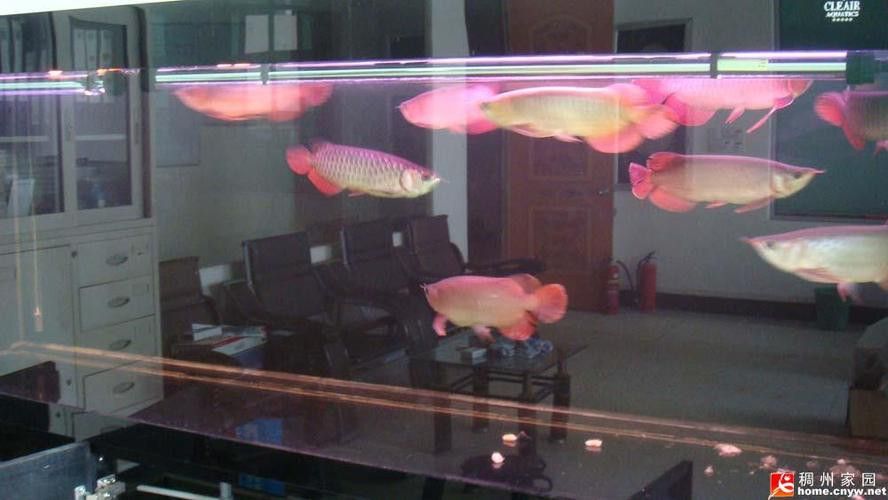 運(yùn)城龍魚(yú)交流群微信公眾號(hào)二維碼