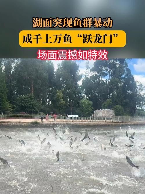 運(yùn)城龍魚(yú)交流群微信公眾號(hào)二維碼