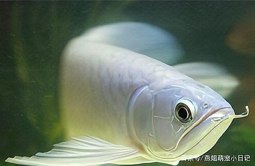 青龍魚(yú)和金龍魚(yú)的區(qū)別是什么