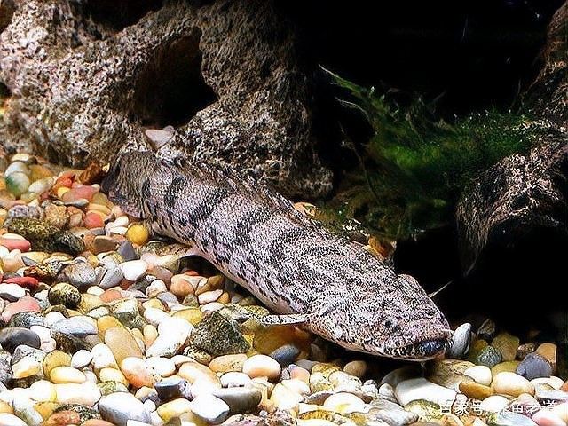 青龍魚(yú)和金龍魚(yú)的區(qū)別是什么