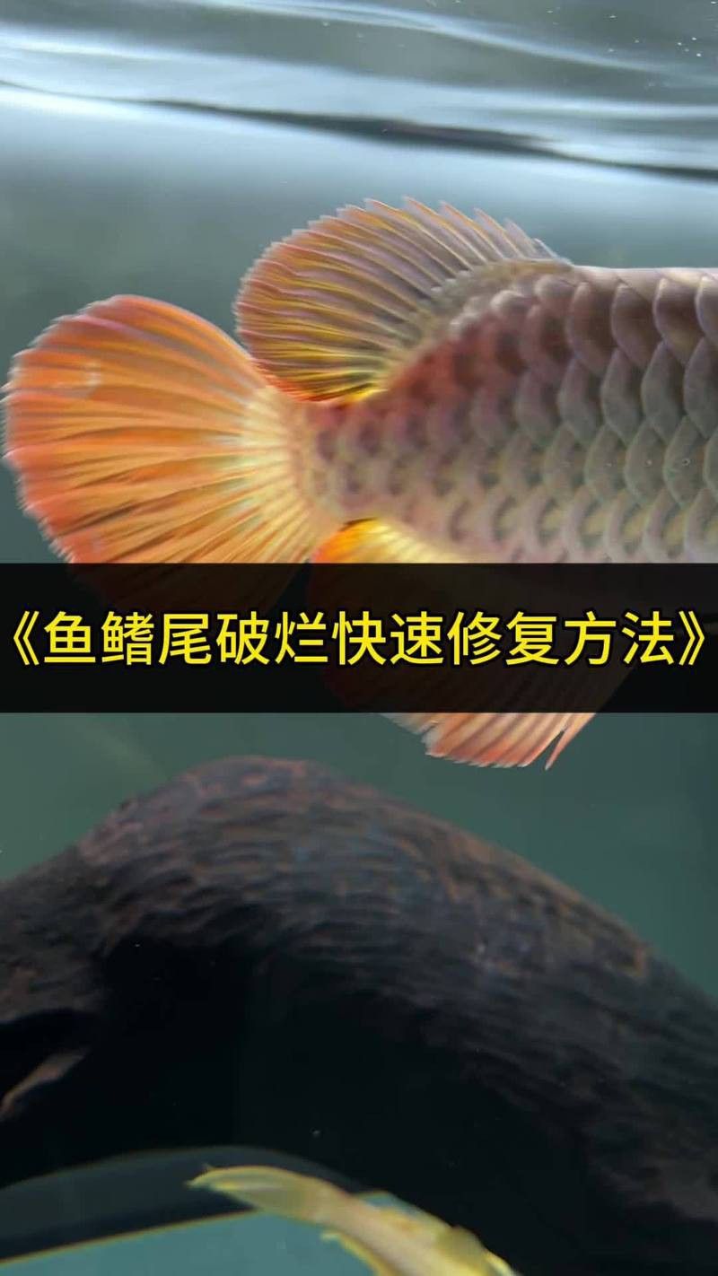 龍魚咬傷后多久會恢復？
