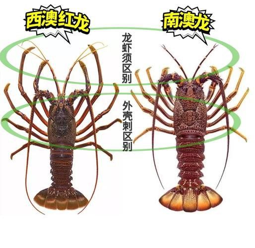紅龍和澳龍有哪些區別？